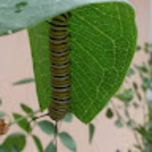 Meet your Posher, Terry